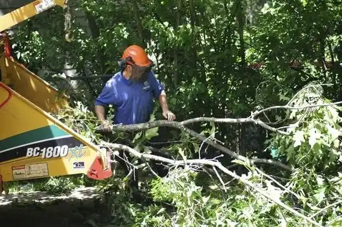 tree services Mio